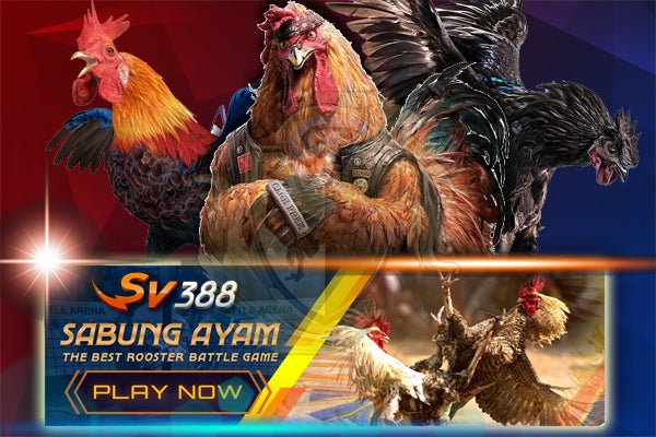 Cara Bermain Sabung Ayam Online Di Situs GOCEK88